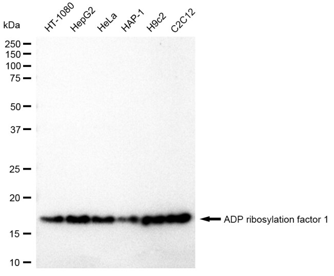 ARF1 Antibody (23GB3155)