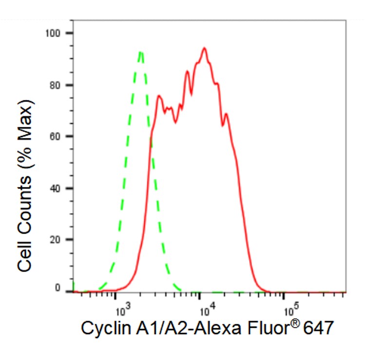 Cyclin A1/Cyclin A2 Antibody (23GB3525)