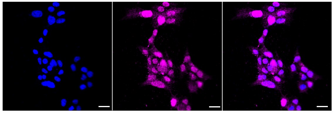 Cyclin A1/Cyclin A2 Antibody (23GB3525)