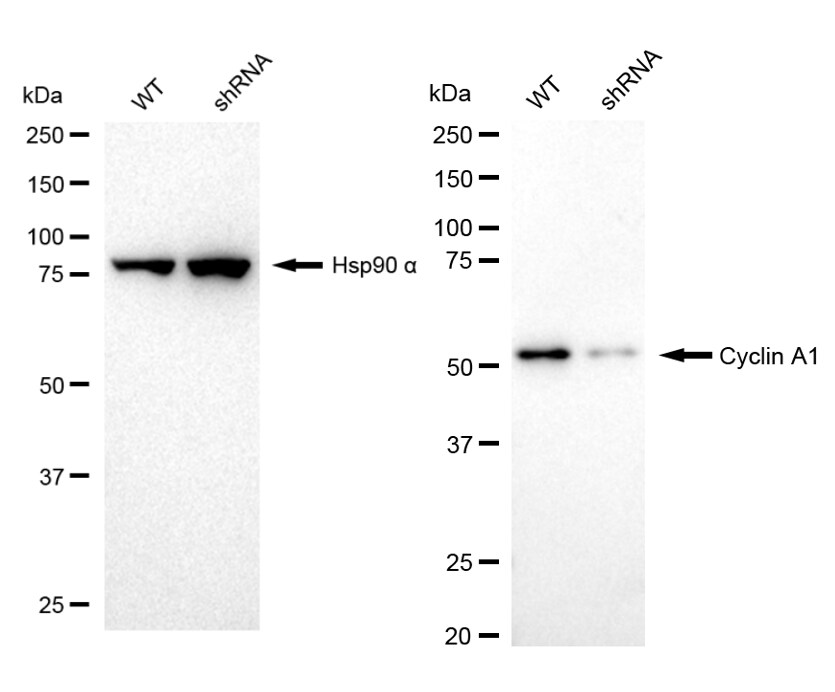 Cyclin A1/Cyclin A2 Antibody (23GB3525)