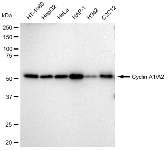 Cyclin A1/Cyclin A2 Antibody (23GB3525)