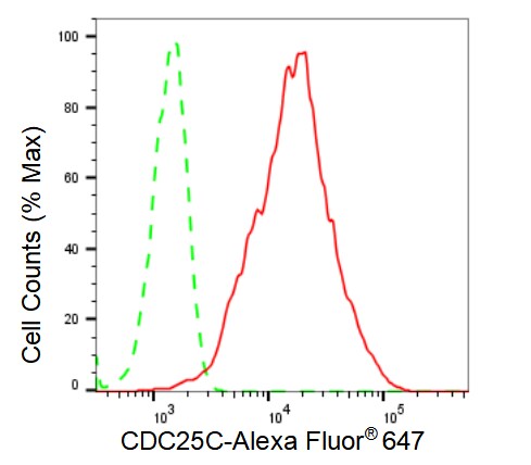 CDC25C Antibody (23GB3430)