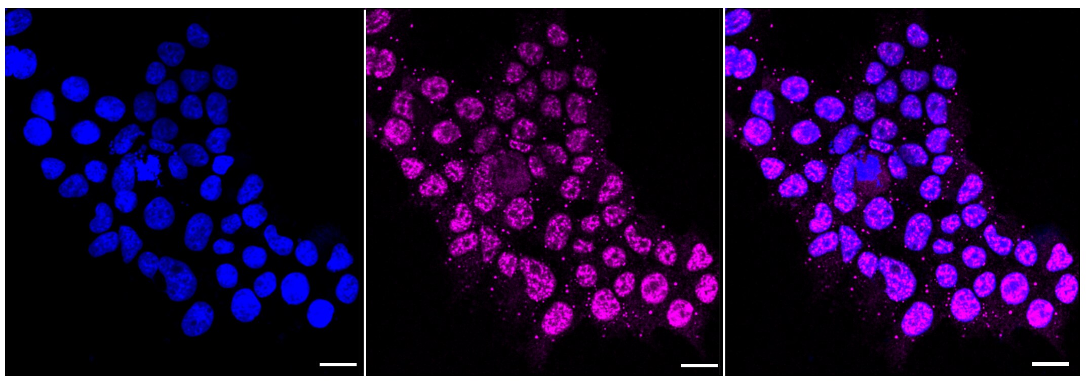 CDC25C Antibody (23GB3430)
