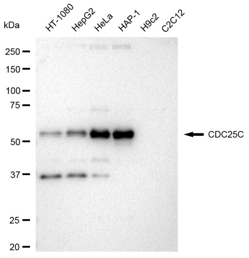CDC25C Antibody (23GB3430)