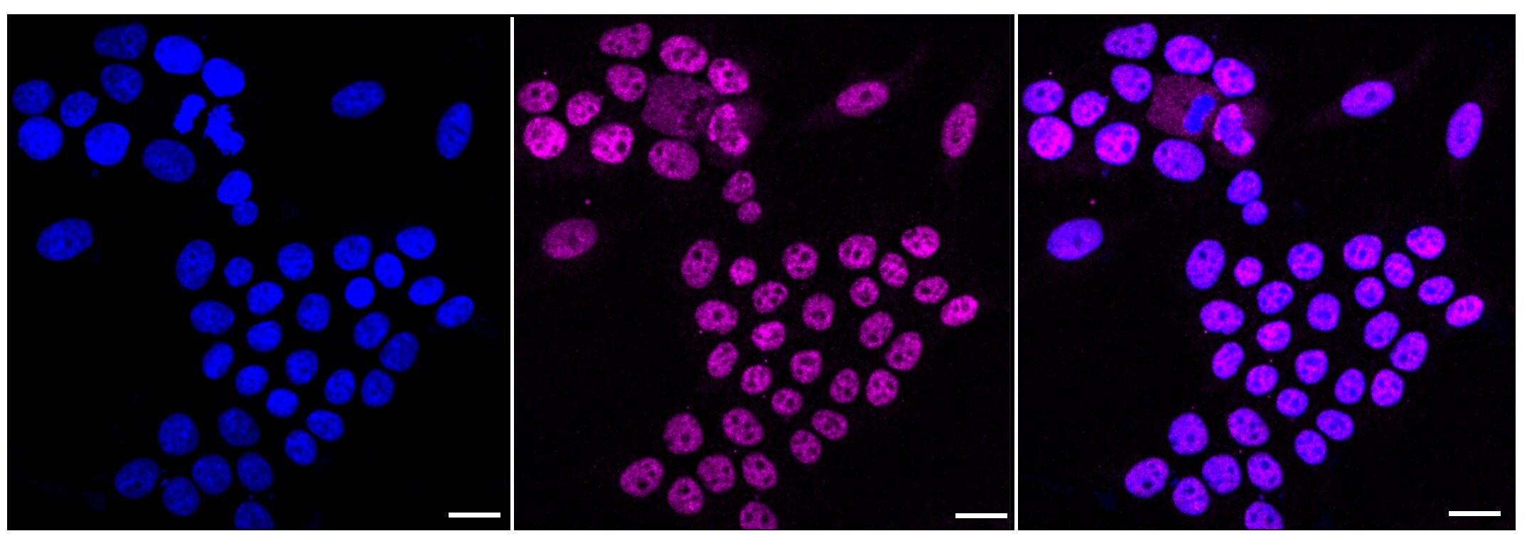 CDC16 Antibody (23GB3415)