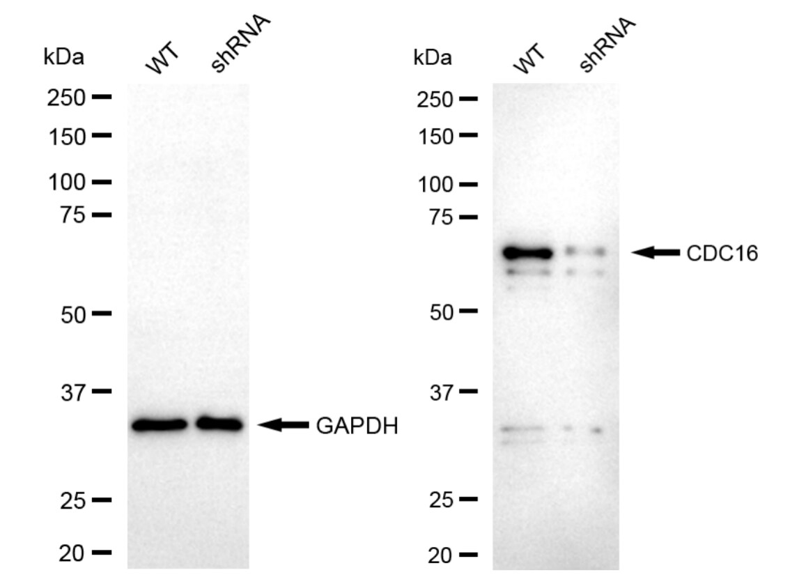 CDC16 Antibody (23GB3415)