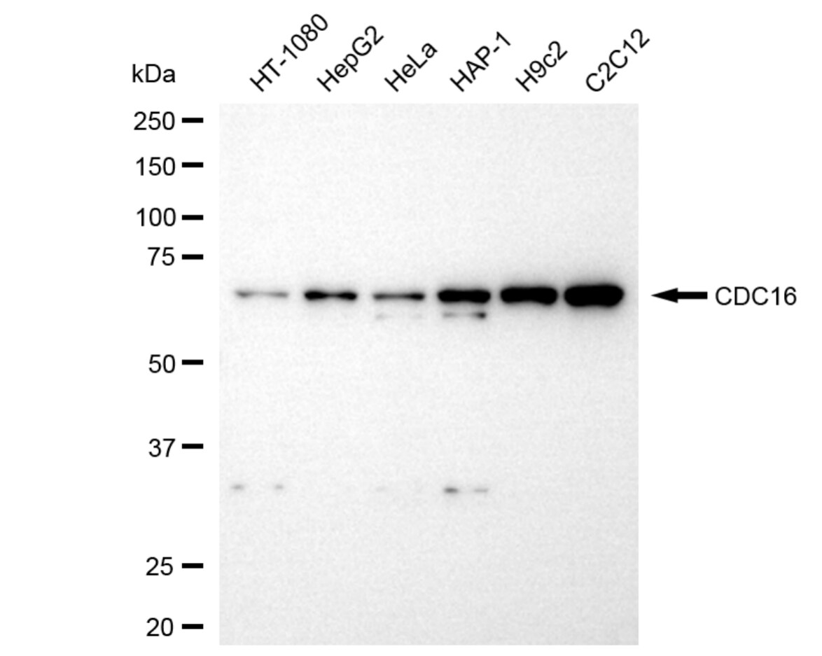 CDC16 Antibody (23GB3415)