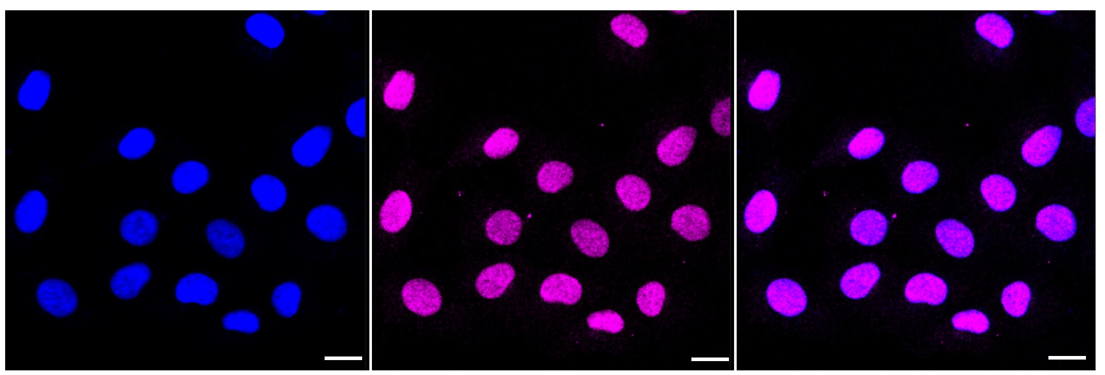 CDC40 Antibody (23GB3445)