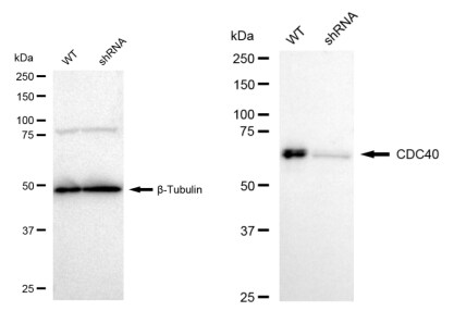 CDC40 Antibody (23GB3445)