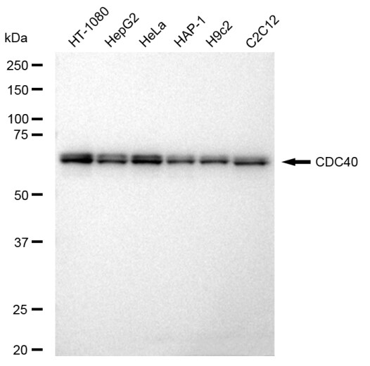 CDC40 Antibody (23GB3445)
