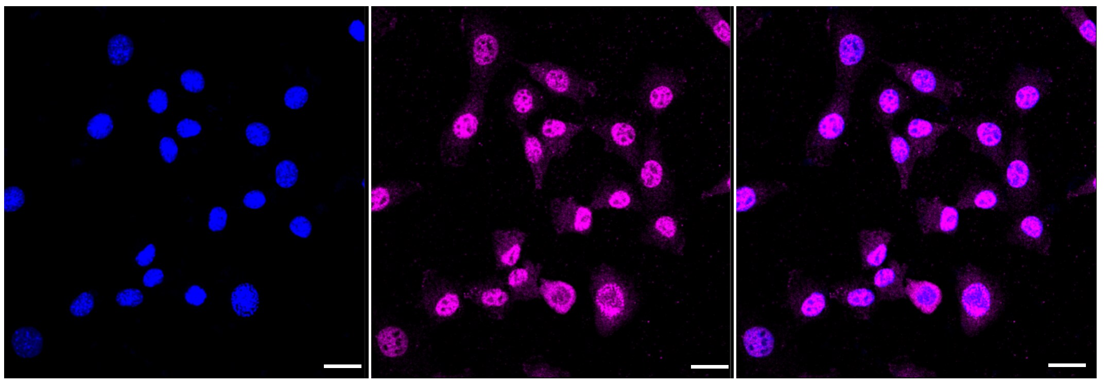 Cdc23 Antibody (23GB3420)