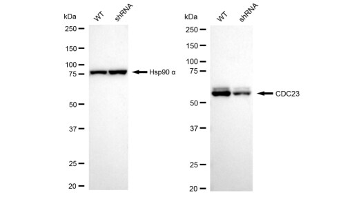 Cdc23 Antibody (23GB3420)