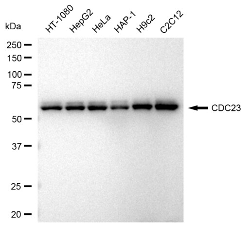 Cdc23 Antibody (23GB3420)