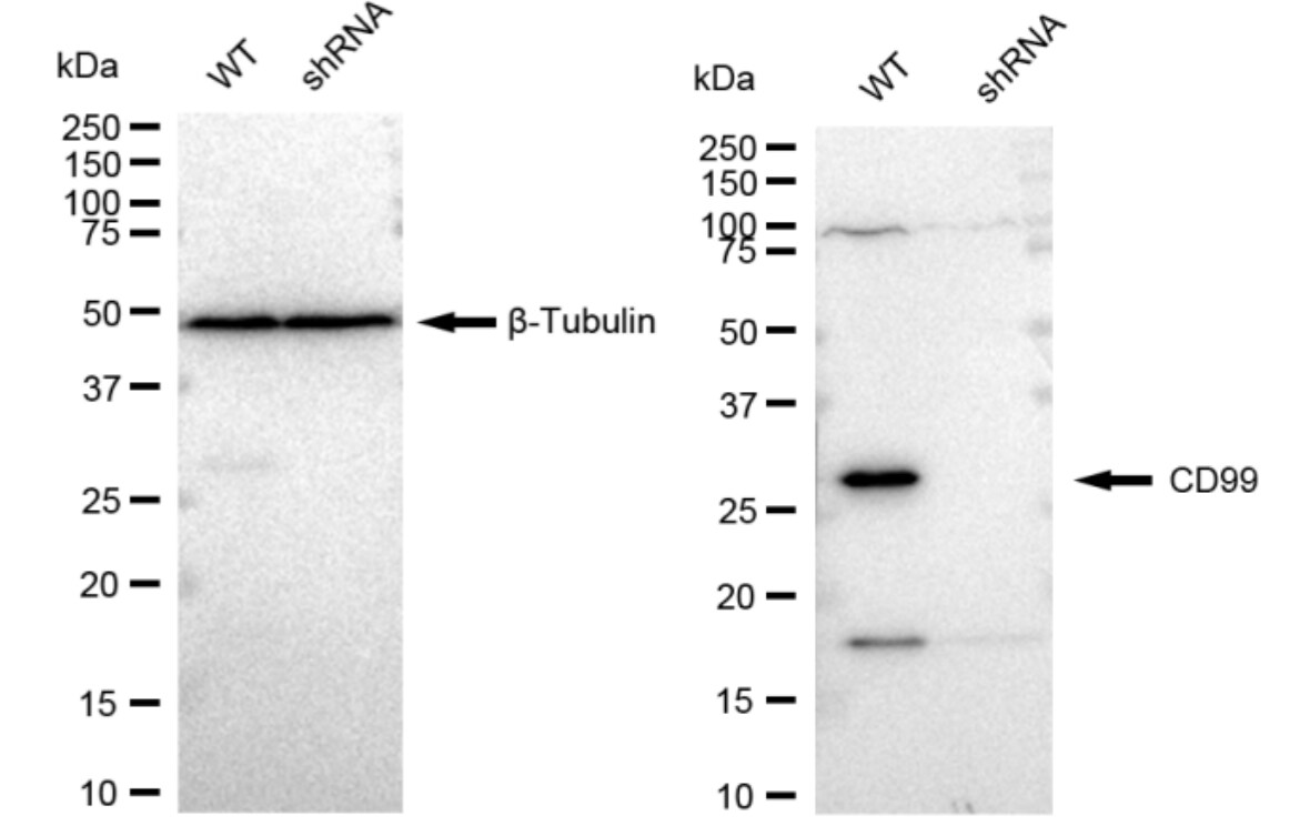 CD99 Antibody (23GB3395)
