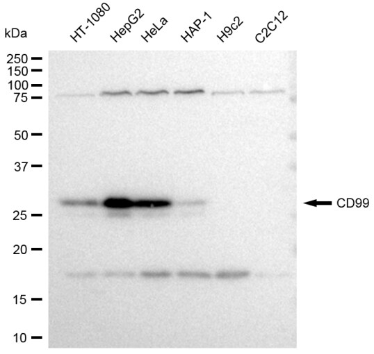 CD99 Antibody (23GB3395)