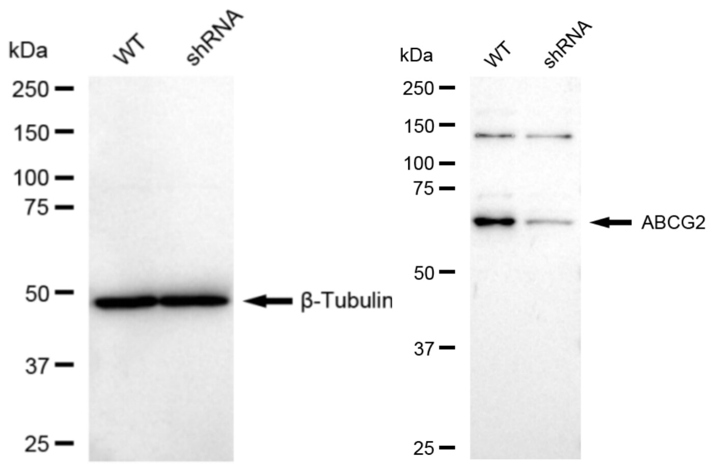 ABCG2/CD338 Antibody (23GB3130)