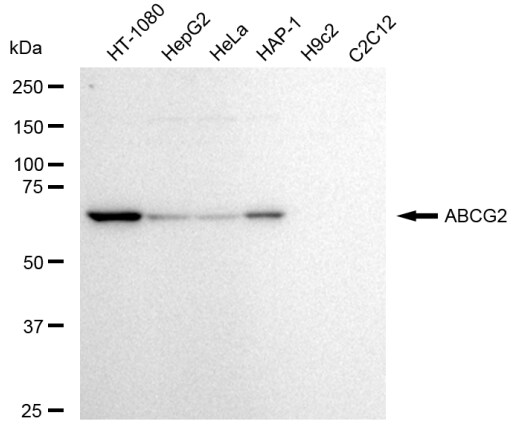ABCG2/CD338 Antibody (23GB3130)