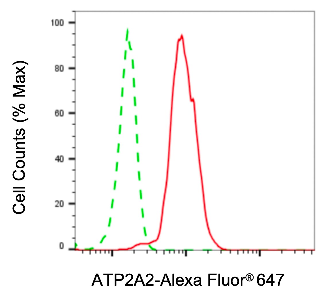 SERCA2 ATPase Antibody (23GB3250)