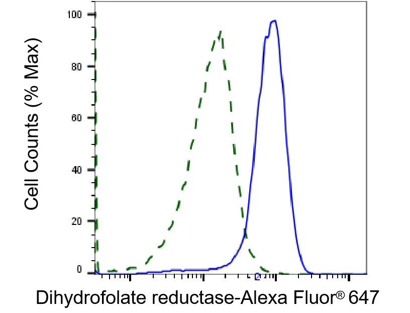 Dihydrofolate Reductase/DHFR Antibody (23GB3575)
