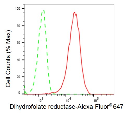 Dihydrofolate Reductase/DHFR Antibody (23GB3575)