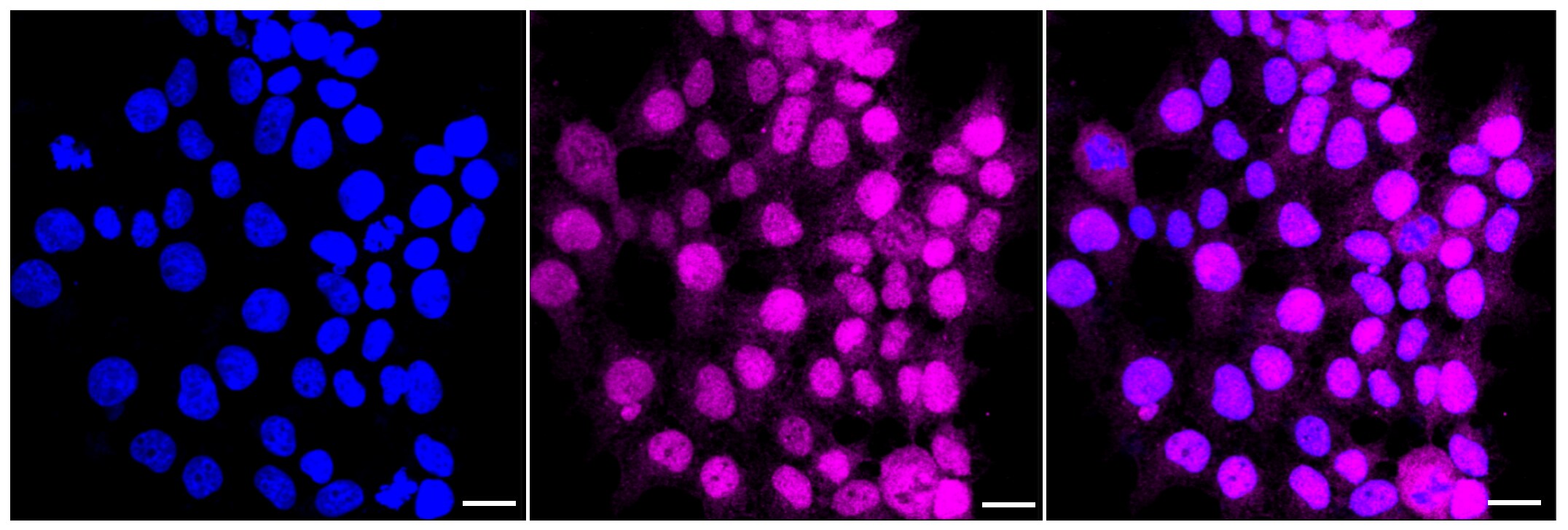 Dihydrofolate Reductase/DHFR Antibody (23GB3575)