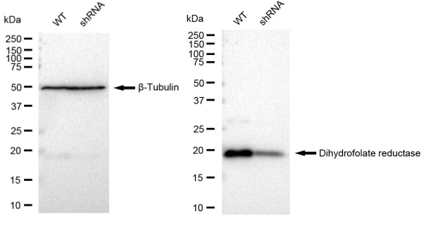 Dihydrofolate Reductase/DHFR Antibody (23GB3575)