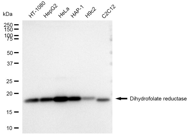 Dihydrofolate Reductase/DHFR Antibody (23GB3575)