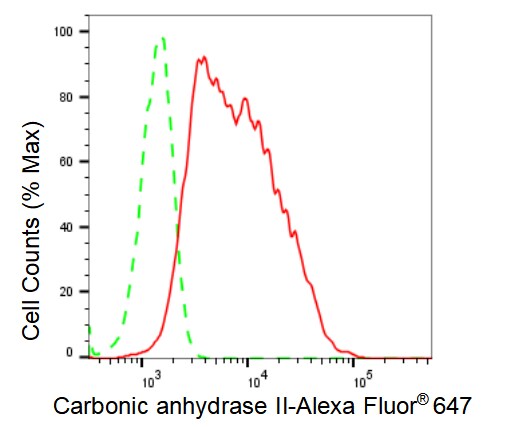 Carbonic Anhydrase II/CA2 Antibody (23GB3300)