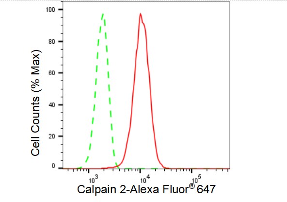 Calpain 2 Antibody (23GB3295)