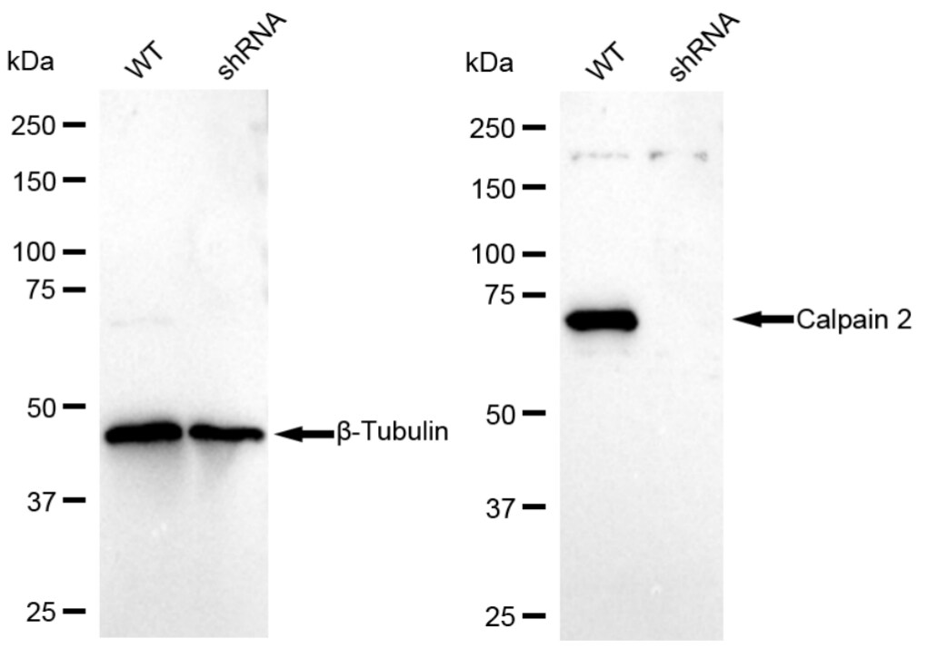 Calpain 2 Antibody (23GB3295)
