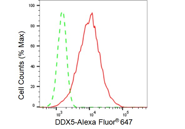 DDX5 Antibody (23GB3550)
