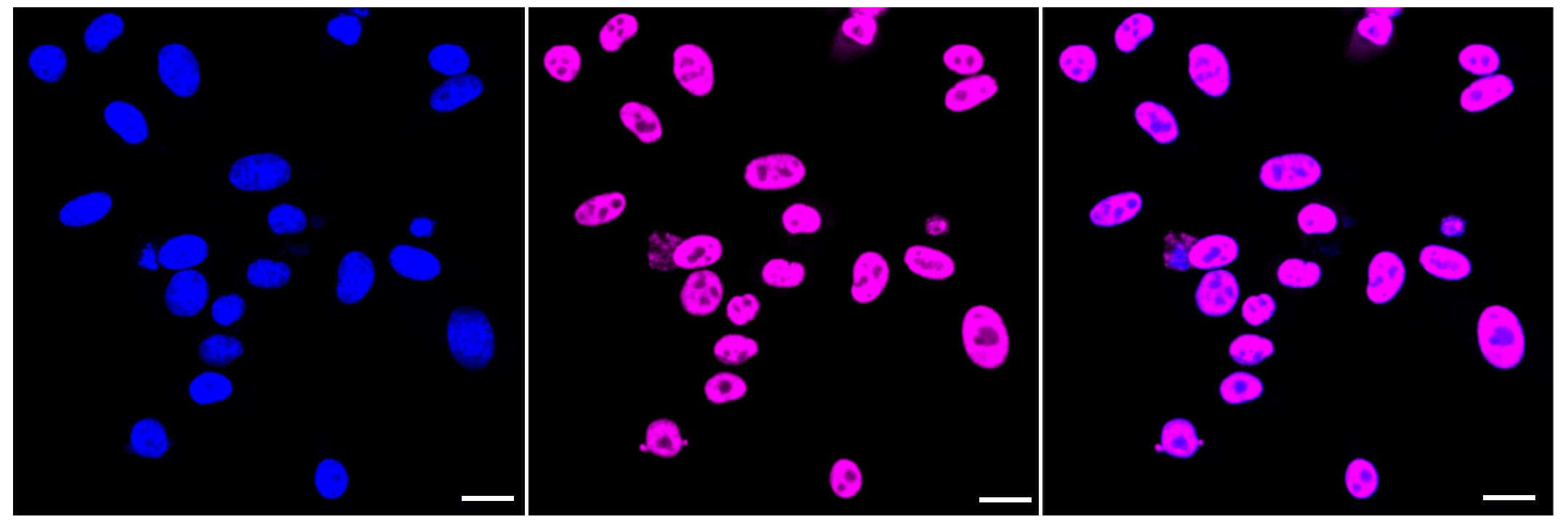 DDX5 Antibody (23GB3550)