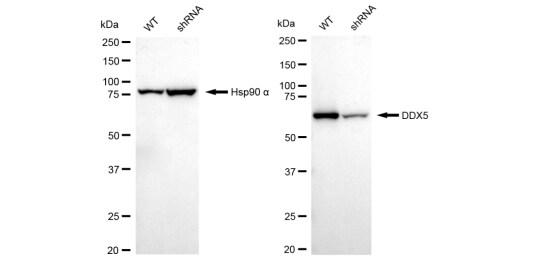 DDX5 Antibody (23GB3550)