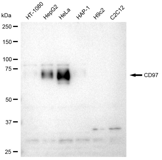 CD97 Antibody (23GB3390)