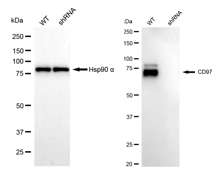 CD97 Antibody (23GB3390)