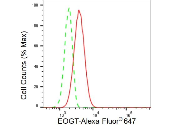 EOGT/AER61 Antibody (23GB3585)