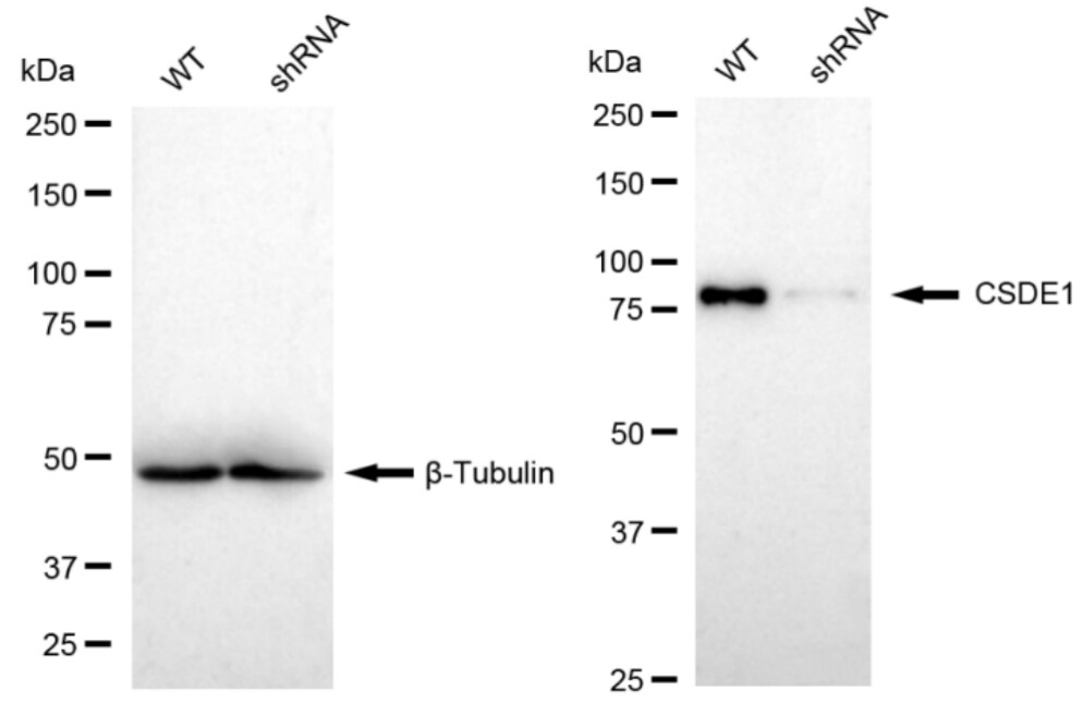 CSDE1 Antibody (23GB3505)