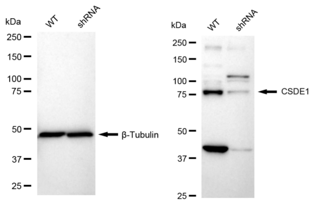 CSDE1 Antibody (23GB3510)