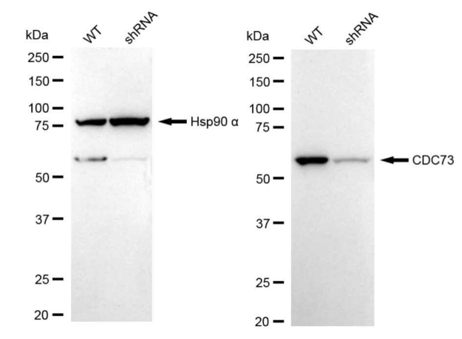 CDC73/HRPT2 Antibody (23GB3450)