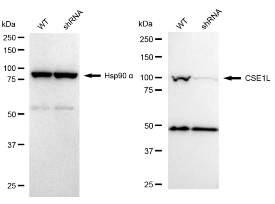 CSE1L/CAS/Exportin-2 Antibody (23GB3515)