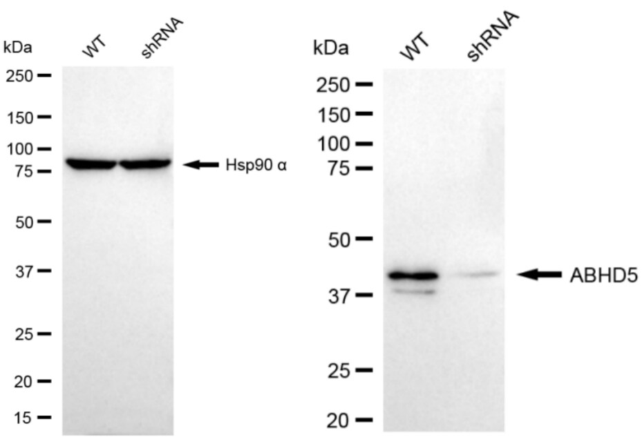 Abhd5 Antibody (23GB3260)