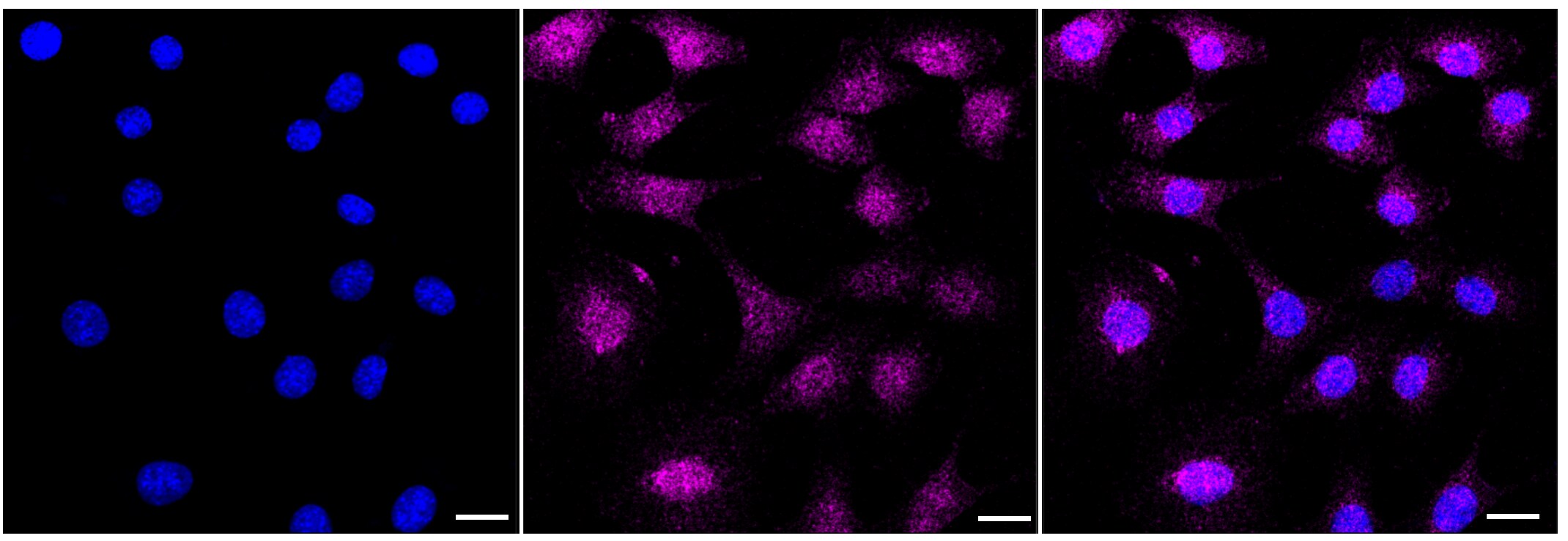 Cbx2 Antibody (23GB3345)