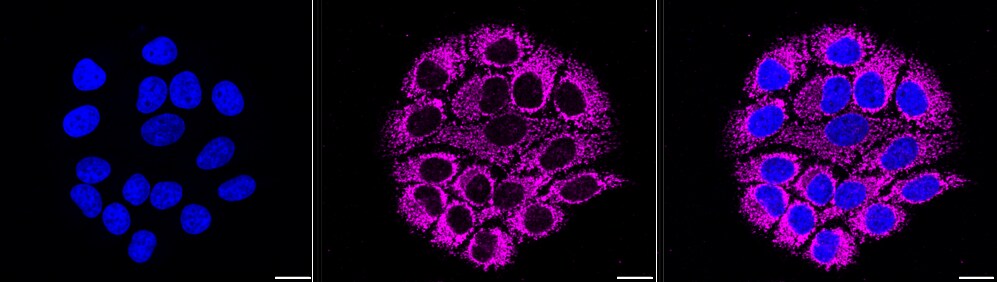COX4 Antibody (23GB770)