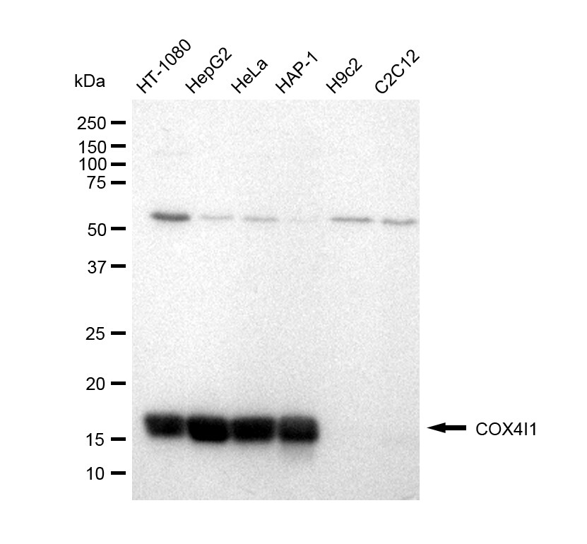 COX4 Antibody (23GB770)