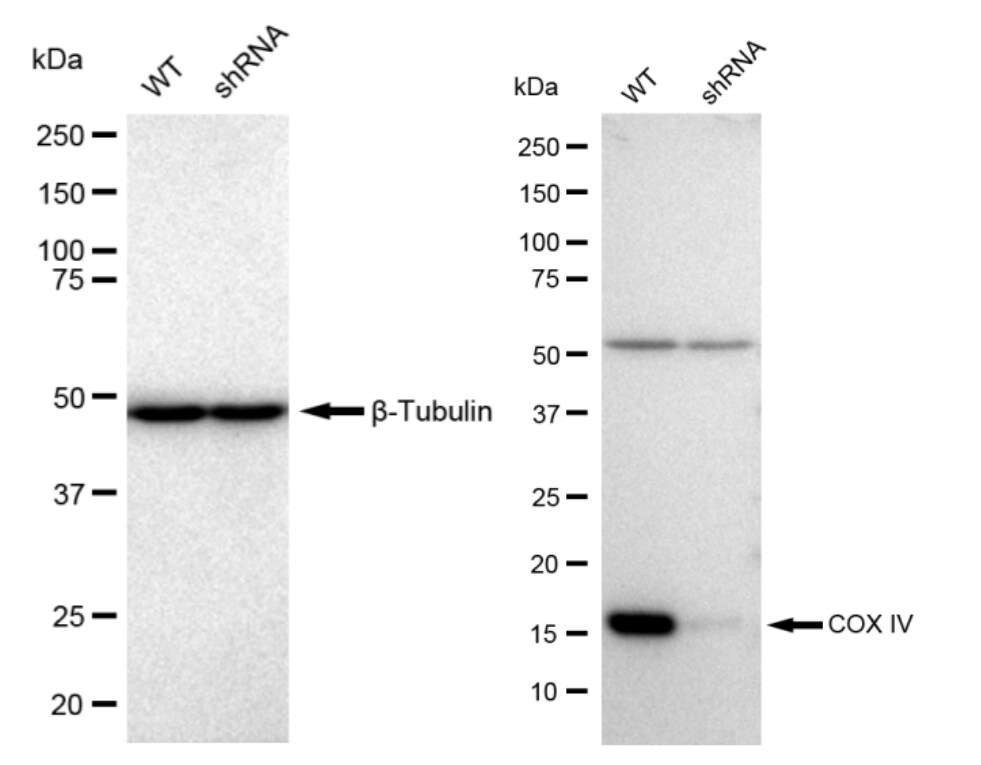 COX4 Antibody (23GB770)