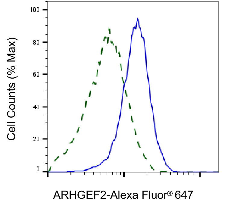 GEF-H1 Antibody (23GB3675)