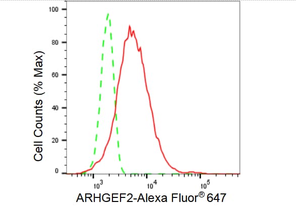 GEF-H1 Antibody (23GB3675)