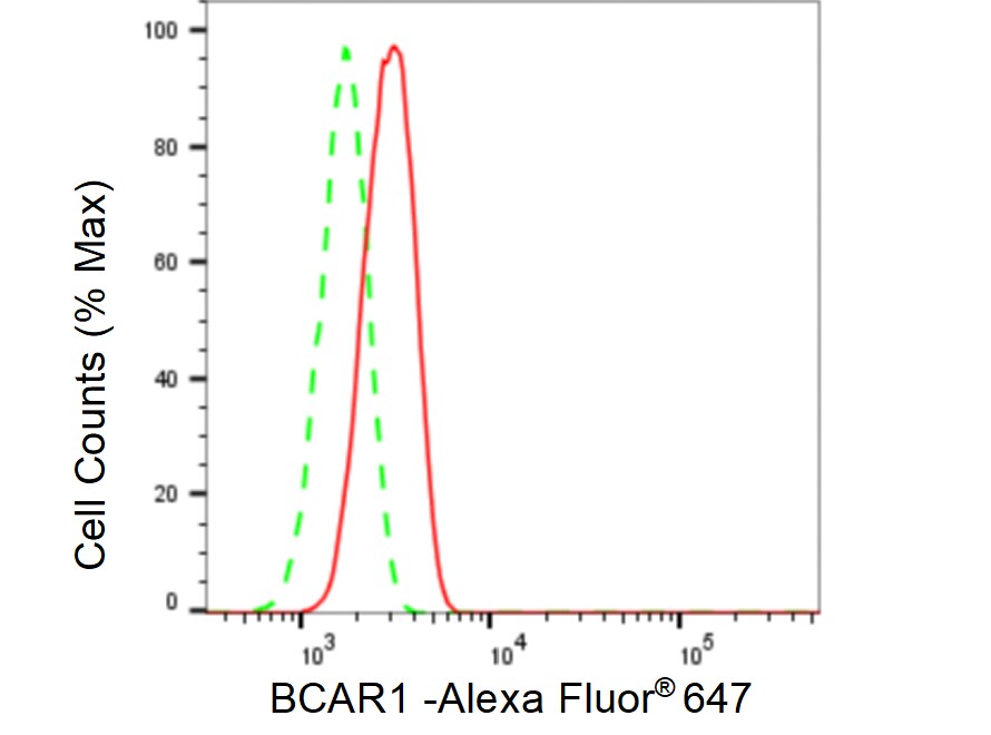 p130Cas/BCAR1 Antibody (23GB3690)