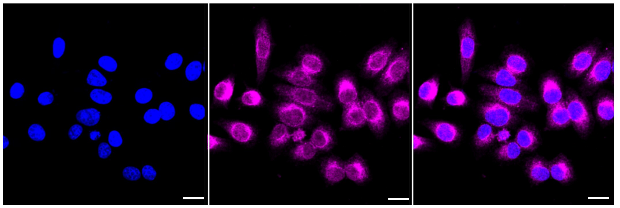 BCAP31 Antibody (23GB3680)