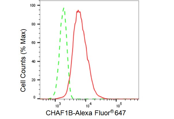 CHAF1B Antibody (23GB3765)
